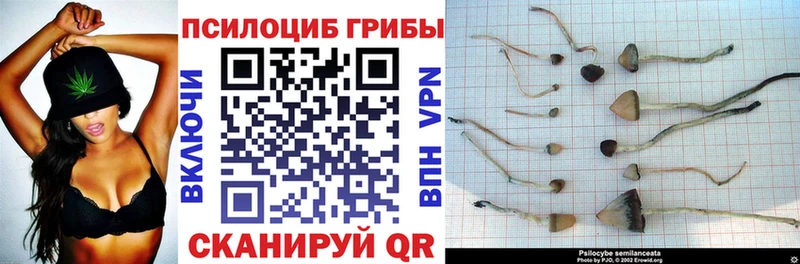 Галлюциногенные грибы Psilocybe Боровск